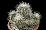 Copiapoa Krainziana v. scopulina D. 17 € 110.00.tif 